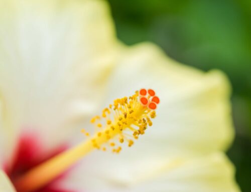 Where Flowers Bloom, Stories Begin – Hawai‘i-Inspired Designs at Leather & Lei