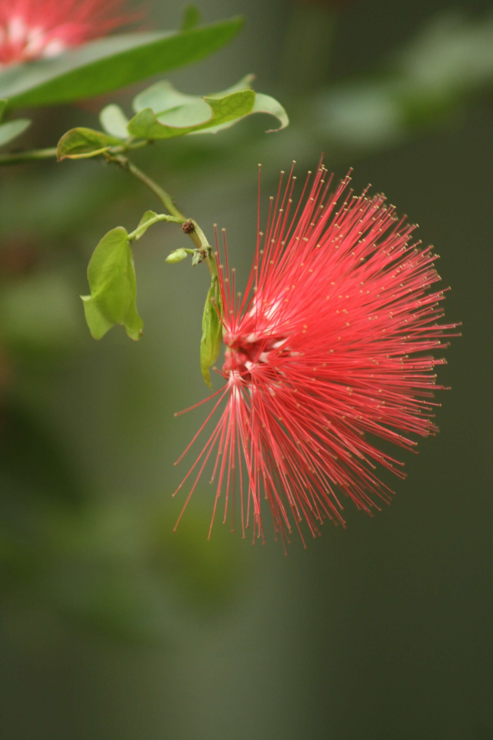 Leather & Lei - Lehua Flower